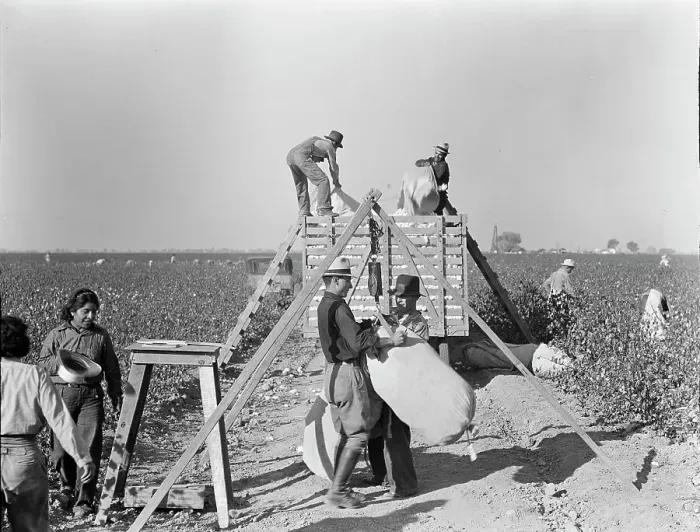 Framed Print : Weighing in and loading cotton, Southern San Joaquin Valley, California, 1936. Creator: Dorothea Lange Framed Print : Weighing in and loading cotton, Southern San Joaquin Valley, California, 1936. Creator: Dorothea Lange