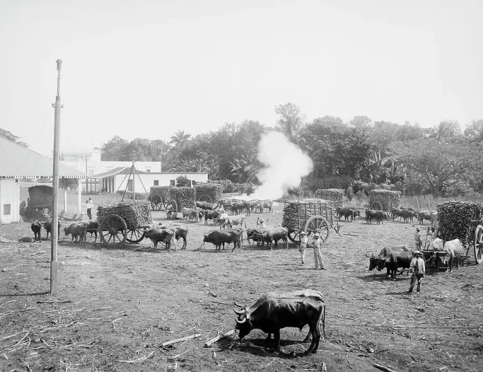 Framed Print : Weighing sugar cane before unloading at the mill, c1904. Creator: Unknown Framed Print : Weighing sugar cane before unloading at the mill, c1904. Creator: Unknown