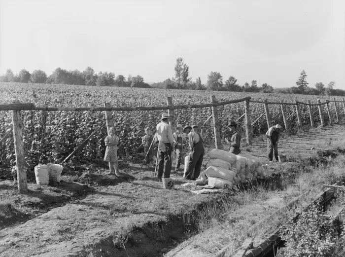 Framed Print : Weighting scales at edge of bean field, near West Stayton, Marion County, Oregon, 1939. Creator: Dorothea Lange Framed Print : Weighting scales at edge of bean field, near West Stayton, Marion County, Oregon, 1939. Creator: Dorothea Lange