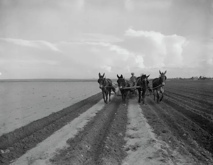Framed Print : West Texas farmer replanting cotton, near Stanton, Texas, 1937. Creator: Dorothea Lange Framed Print : West Texas farmer replanting cotton, near Stanton, Texas, 1937. Creator: Dorothea Lange