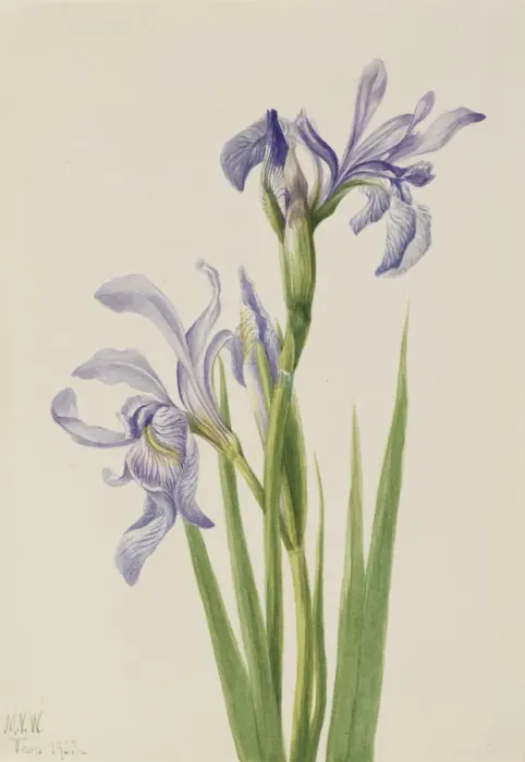Framed Print : Western Blue Flag (Iris missouriensis), 1933. Creator: Mary Vaux Walcott Framed Print : Western Blue Flag (Iris missouriensis), 1933. Creator: Mary Vaux Walcott