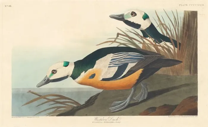 Framed Print : Western Duck, 1838. Creator: Robert Havell Framed Print : Western Duck, 1838. Creator: Robert Havell