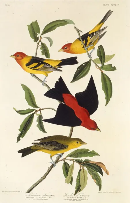 Framed Print : Western tanager. Scarlet tanager. From The Birds of America, 1827-1838 Framed Print : Western tanager. Scarlet tanager. From The Birds of America, 1827-1838