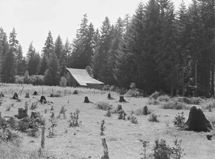 Framed Print : Western Washington stock farm, Lewis County, Washington, 1939. Creator: Dorothea Lange Framed Print : Western Washington stock farm, Lewis County, Washington, 1939. Creator: Dorothea Lange