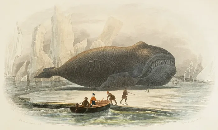 Framed Print : The whale, 1856. Creators: Edouard Travies, Beyer and Manceau Framed Print : The whale, 1856. Creators: Edouard Travies, Beyer and Manceau