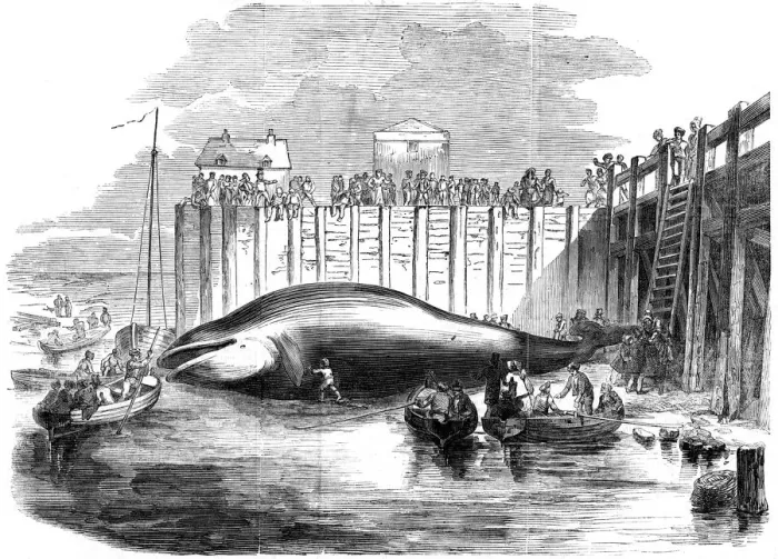 Framed Print : Whale captured in the Thames, Grays, Essex, 19th century Framed Print : Whale captured in the Thames, Grays, Essex, 19th century