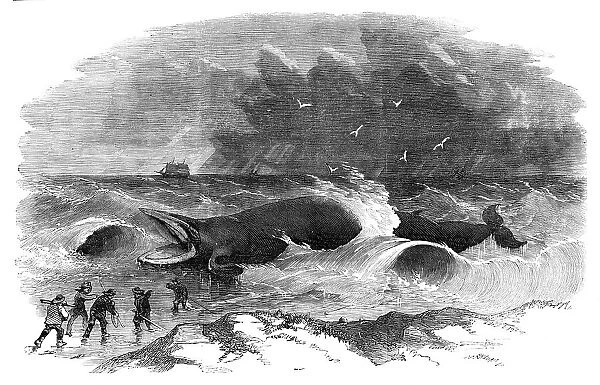 Whale stranded at Winterton, 1857. Creator: Unknown