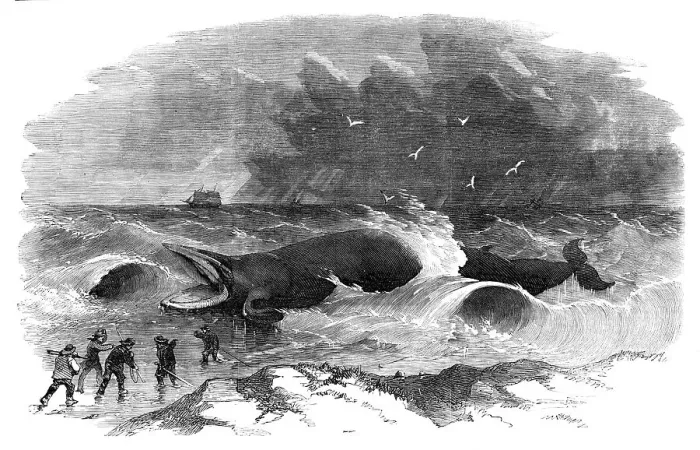 Framed Print : Whale stranded at Winterton, 1857. Creator: Unknown Framed Print : Whale stranded at Winterton, 1857. Creator: Unknown