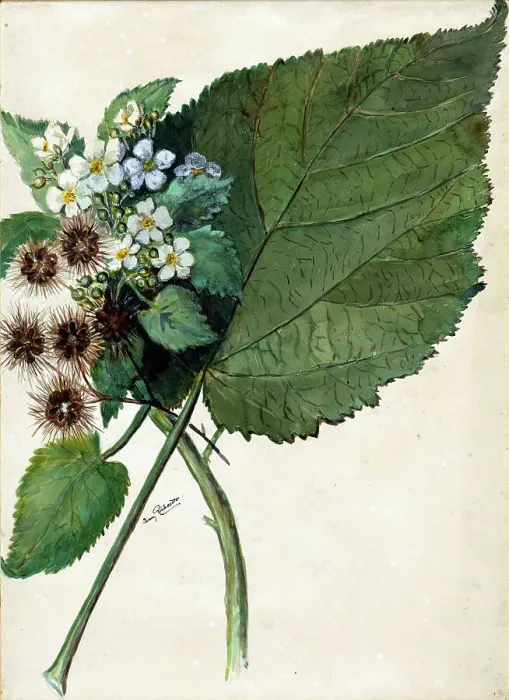 Framed Print : Whau. Hauma. Entelea arborescens, (c1920s). Creator: Fanny Richardson Framed Print : Whau. Hauma. Entelea arborescens, (c1920s). Creator: Fanny Richardson