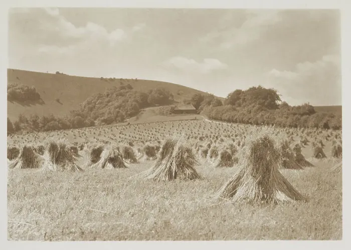 Framed Print : [Wheat]. From the album: Photograph album - England, 1920s. Creator: Harry Moult