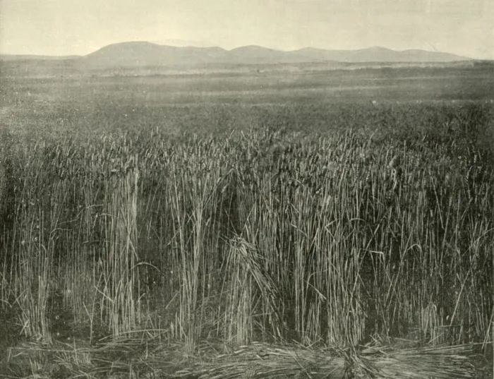 Framed Print : Wheat Field, Canning Downs, Queensland, 1901. Creator: Unknown Framed Print : Wheat Field, Canning Downs, Queensland, 1901. Creator: Unknown