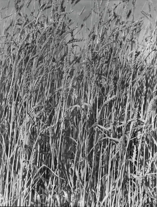 Framed Print : Wheat in Oklahoma, 1938. Creator: Dorothea Lange Framed Print : Wheat in Oklahoma, 1938. Creator: Dorothea Lange