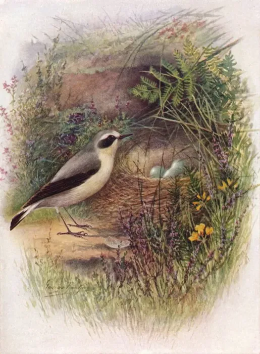 Framed Print : Wheatear - Saxic ola oenan the, c1910, (1910). Artist: George James Rankin Framed Print : Wheatear - Saxic ola oenan the, c1910, (1910). Artist: George James Rankin