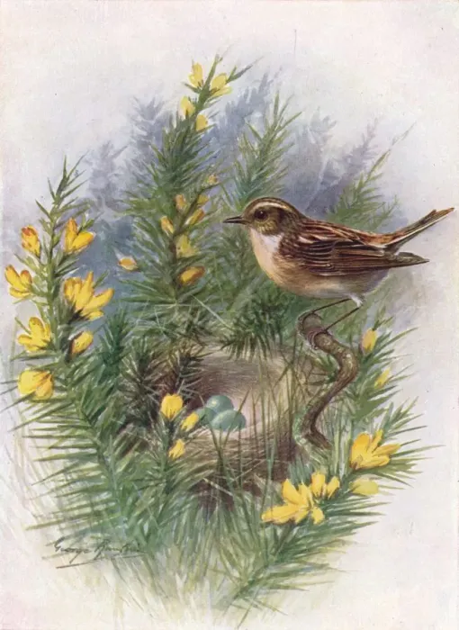 Framed Print : Whinchat - Pratin cola rubet ra, c1910, (1910). Artist: George James Rankin Framed Print : Whinchat - Pratin cola rubet ra, c1910, (1910). Artist: George James Rankin