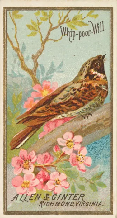 Framed Print : Whip-poor-Will, from the Birds of America series (N4) for Allen & Framed Print : Whip-poor-Will, from the Birds of America series (N4) for Allen &