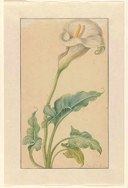 White arum, 1665-1669. Creator: Elias Van Den Broeck