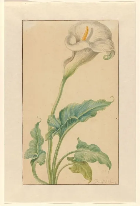 Framed Print : White arum, 1665-1669. Creator: Elias Van Den Broeck Framed Print : White arum, 1665-1669. Creator: Elias Van Den Broeck