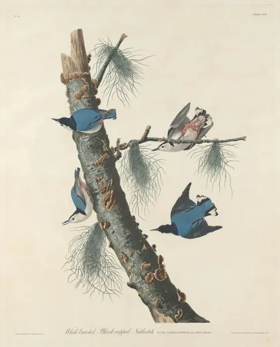 Framed Print : White-breasted Black-capped Nuthatch, 1832. Creator: Robert Havell Framed Print : White-breasted Black-capped Nuthatch, 1832. Creator: Robert Havell