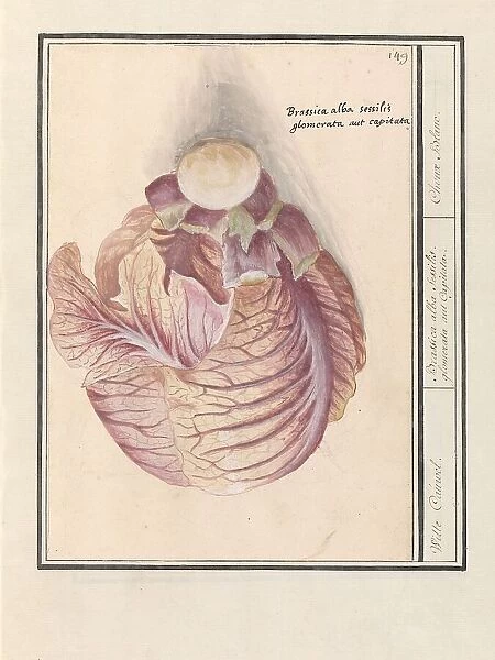 White cabbage (Brassica oleracea), 1596-1610. Creators: Anselmus de Boodt, Elias Verhulst