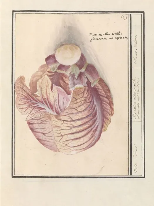 Framed Print : White cabbage (Brassica oleracea), 1596-1610. Creators: Anselmus de Boodt, Elias Verhulst Framed Print : White cabbage (Brassica oleracea), 1596-1610. Creators: Anselmus de Boodt, Elias Verhulst