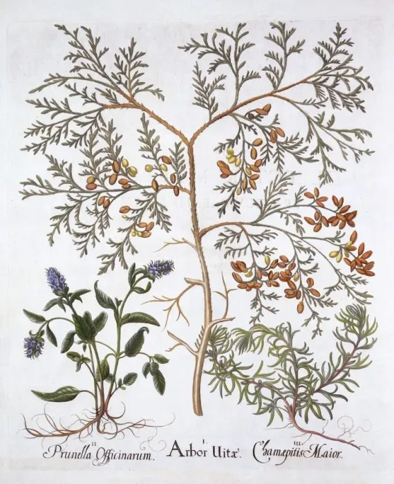 Framed Print : White Cedar, A Self-Heal and Yellow Bugle, from Hortus Eystettensis, by Basil Besler Framed Print : White Cedar, A Self-Heal and Yellow Bugle, from Hortus Eystettensis, by Basil Besler