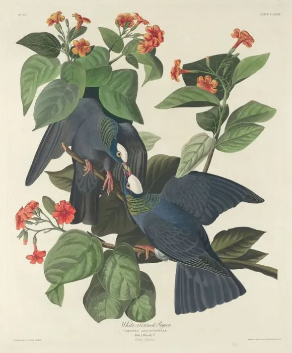 Framed Print : White-crowned Pigeon, 1833. Creator: Robert Havell Framed Print : White-crowned Pigeon, 1833. Creator: Robert Havell