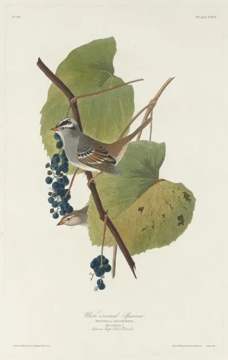 Framed Print : White-crowned Sparrow, 1831. Creator: Robert Havell Framed Print : White-crowned Sparrow, 1831. Creator: Robert Havell