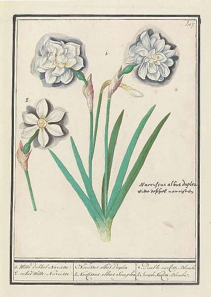 White Daffodil (Narcissus), 1596-1610. Creators: Anselmus de Boodt, Elias Verhulst