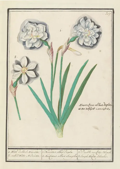 Framed Print : White Daffodil (Narcissus), 1596-1610. Creators: Anselmus de Boodt, Elias Verhulst Framed Print : White Daffodil (Narcissus), 1596-1610. Creators: Anselmus de Boodt, Elias Verhulst