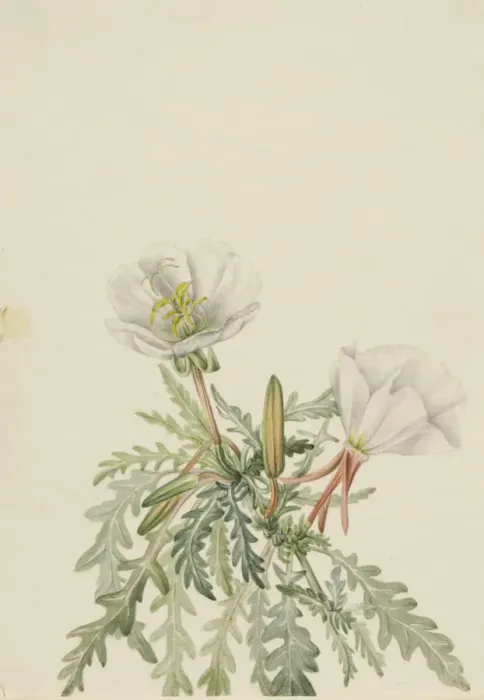 Framed Print : White Dawnrose (Pachyloplus marginatus), n. d. Creator: Mary Vaux Walcott Framed Print : White Dawnrose (Pachyloplus marginatus), n. d. Creator: Mary Vaux Walcott