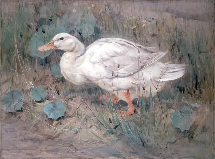 Framed Print : A White Duck. Creator: Edwin Alexander Framed Print : A White Duck. Creator: Edwin Alexander