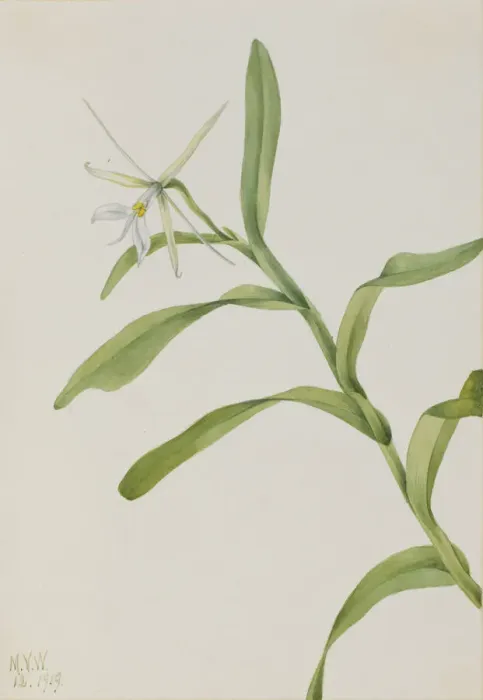 Framed Print : White Epidendrum (Epidendrum nocturnum), 1919. Creator: Mary Vaux Walcott Framed Print : White Epidendrum (Epidendrum nocturnum), 1919. Creator: Mary Vaux Walcott