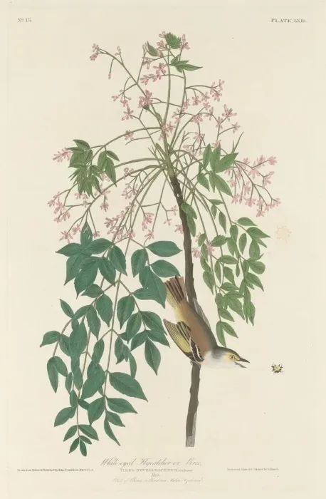 Framed Print : White-eyed Fly Catcher, 1829. Creator: Robert Havell Framed Print : White-eyed Fly Catcher, 1829. Creator: Robert Havell