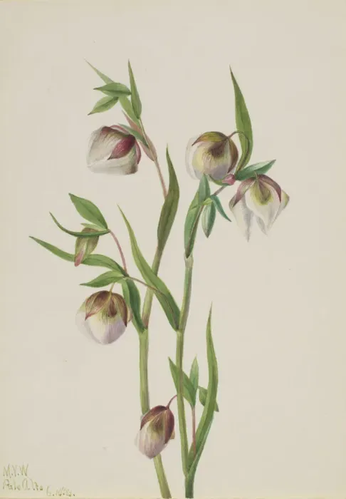 Framed Print : White Fairy Lantern (Calochortus albus), 1933. Creator: Mary Vaux Walcott Framed Print : White Fairy Lantern (Calochortus albus), 1933. Creator: Mary Vaux Walcott