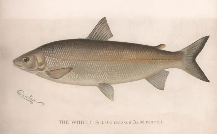 Framed Print : The White Fish (Coregonus Clupeiformis), c. 1920s Framed Print : The White Fish (Coregonus Clupeiformis), c. 1920s