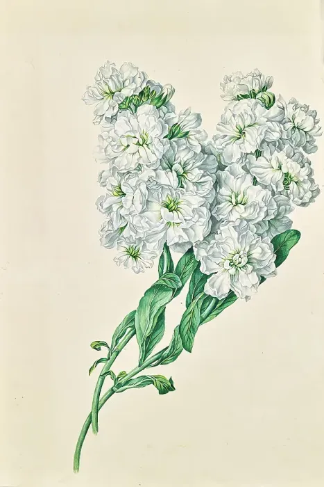 Framed Print : White flowers, undated. Creator: Leopold von Stoll Framed Print : White flowers, undated. Creator: Leopold von Stoll