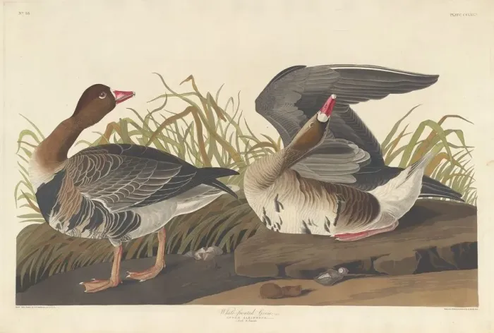 Framed Print : White-fronted Goose, 1836. Creator: Robert Havell Framed Print : White-fronted Goose, 1836. Creator: Robert Havell