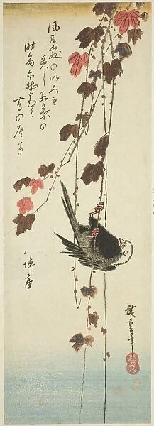 White-headed bird and ivy, mid-1830s. Creator: Ando Hiroshige