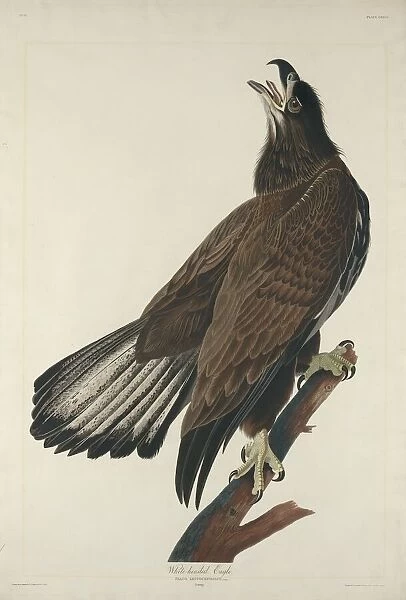White-Headed Eagle, 1832. Creator: Robert Havell