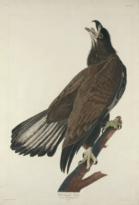 Framed Print : White-Headed Eagle, 1832. Creator: Robert Havell Framed Print : White-Headed Eagle, 1832. Creator: Robert Havell