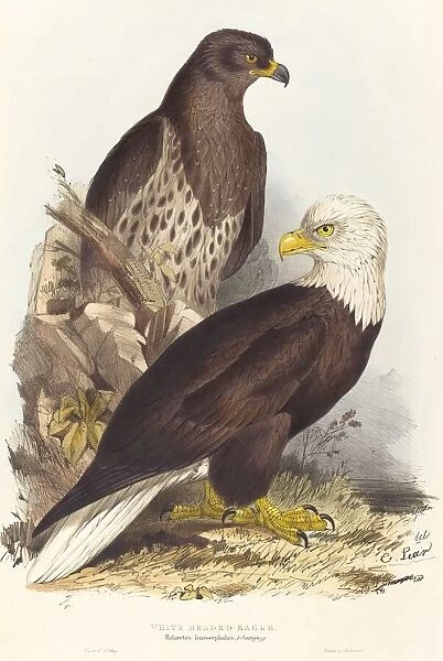 White Headed Eagle (Haliaetus leucocephalus), published 1832-1837. Creator: Edward Lear