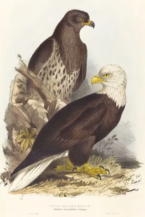 Framed Print : White Headed Eagle (Haliaetus leucocephalus), published 1832-1837. Creator: Edward Lear Framed Print : White Headed Eagle (Haliaetus leucocephalus), published 1832-1837. Creator: Edward Lear