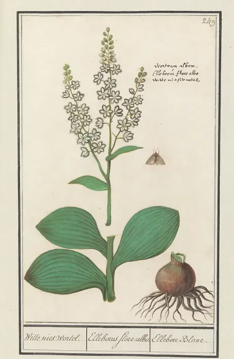 Framed Print : White hellebore (Veratrum album), 1596-1610. Creators: Anselmus de Boodt, Elias Verhulst Framed Print : White hellebore (Veratrum album), 1596-1610. Creators: Anselmus de Boodt, Elias Verhulst