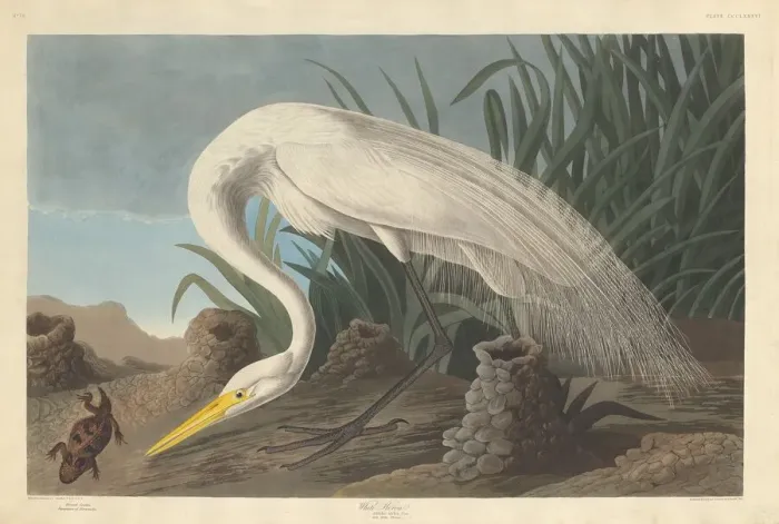 Framed Print : White Heron, 1837. Creator: Robert Havell Framed Print : White Heron, 1837. Creator: Robert Havell
