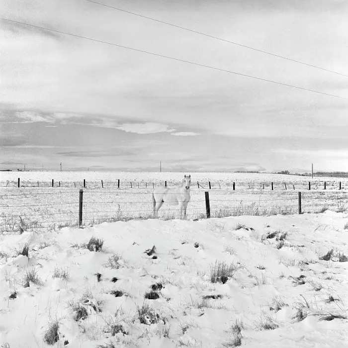 Framed Print : White Horse, Wyoming. Creator: Tom Artin Framed Print : White Horse, Wyoming. Creator: Tom Artin