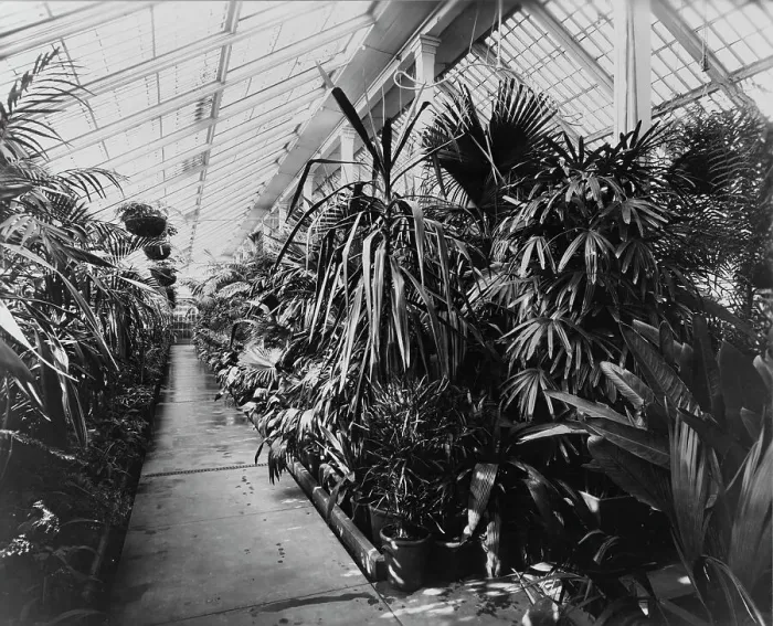 Framed Print : White House conservatory, Washington, D.C. 1890. Creator: Frances Benjamin Johnston