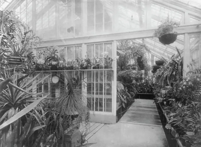 Framed Print : White House orchids, between 1889 and 1906. Creator: Frances Benjamin Johnston Framed Print : White House orchids, between 1889 and 1906. Creator: Frances Benjamin Johnston