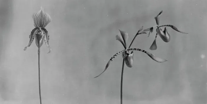 Framed Print : White House orchids, between 1889 and 1906. Creator: Frances Benjamin Johnston Framed Print : White House orchids, between 1889 and 1906. Creator: Frances Benjamin Johnston