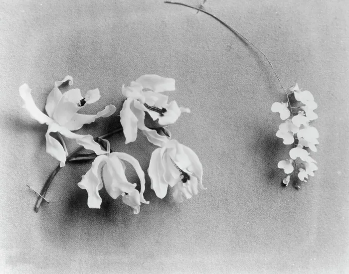 Framed Print : White House orchids, between 1889 and 1906. Creator: Frances Benjamin Johnston Framed Print : White House orchids, between 1889 and 1906. Creator: Frances Benjamin Johnston