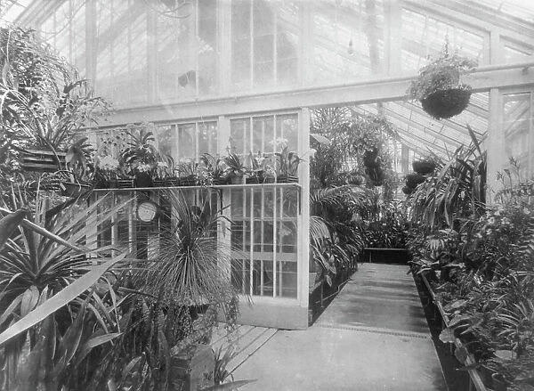 White House orchids, between 1889 and 1906. Creator: Frances Benjamin Johnston